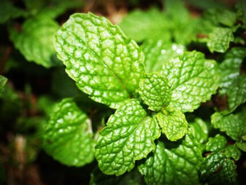 PEPPERMINT(ESSENTIAL OIL)